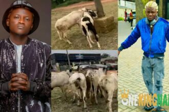 “Nah baby cow you wan kee?” - Fans troll Portable as he flaunts ‘baby cows’ he bought for Eid-el-Kabir festival