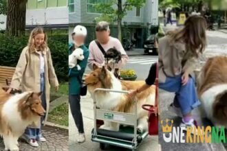 Japanese man who reportedly spends $20k to transform himself into a dog, walks in public (VIDEO)